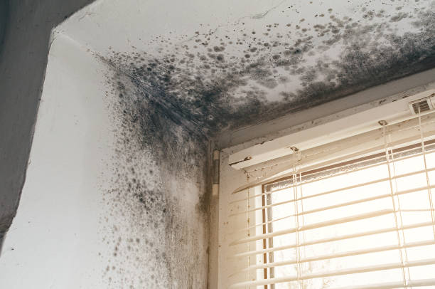 Affordable Bathroom Mold Removal solutions in Upper Black Eddy, PA
